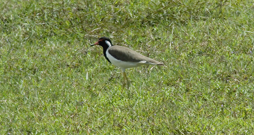 Hyyppa-8986.jpg