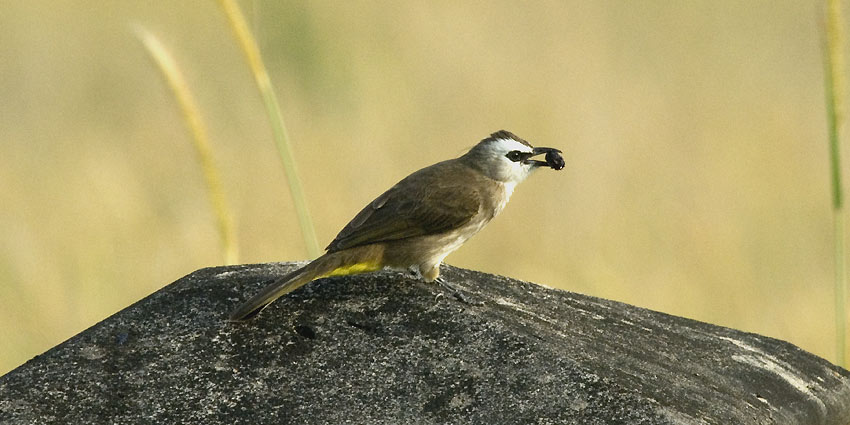 Bulbul-9033.jpg