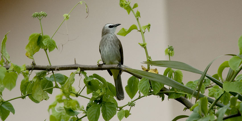 Bulbul-yv-0027.jpg