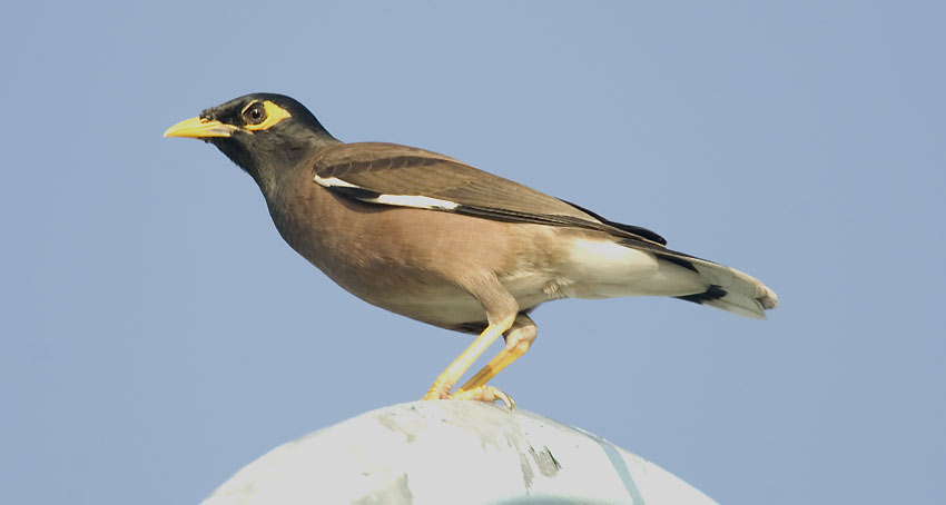 Maina-8732.jpg