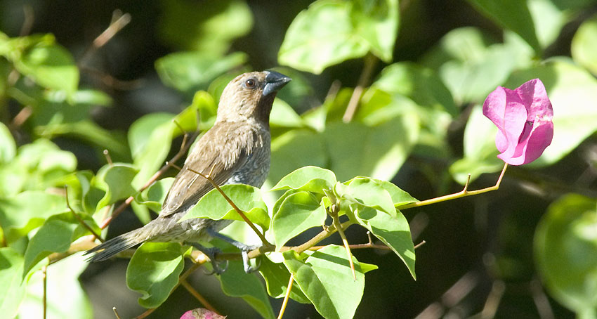 Munia-0168.jpg