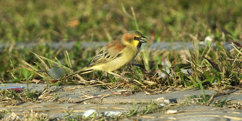 Palmu-8416.jpg