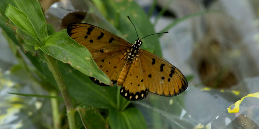 Perho-0018.jpg