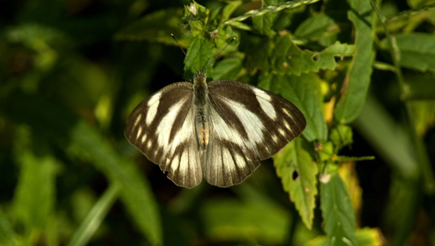 Perho-8844.jpg