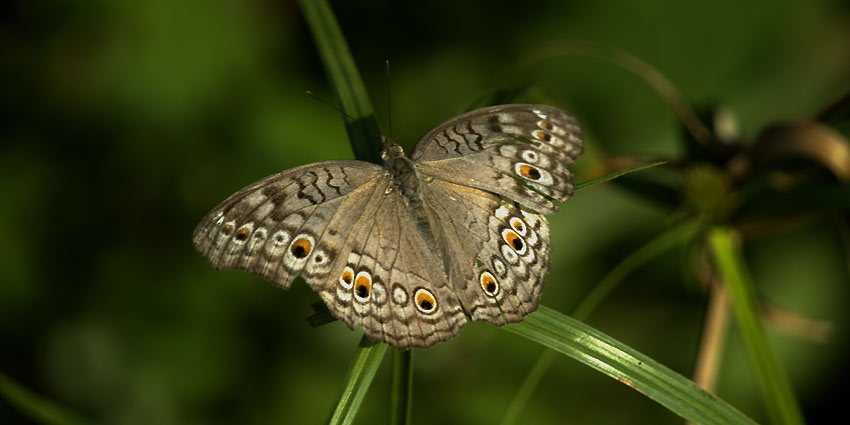 Perho-8851.jpg