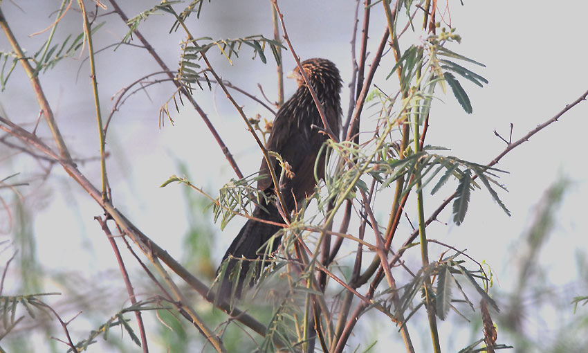 Kukaali-9198.jpg