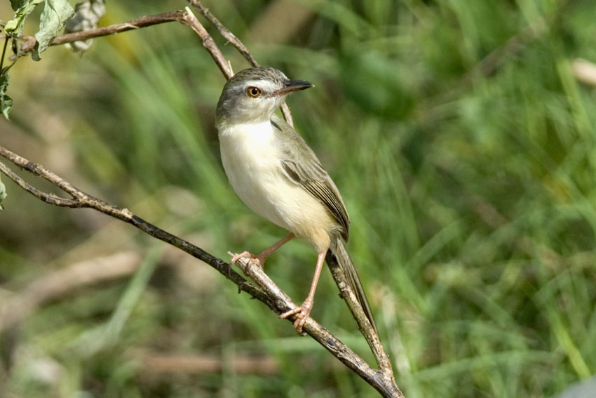 Priinia472-2.jpg