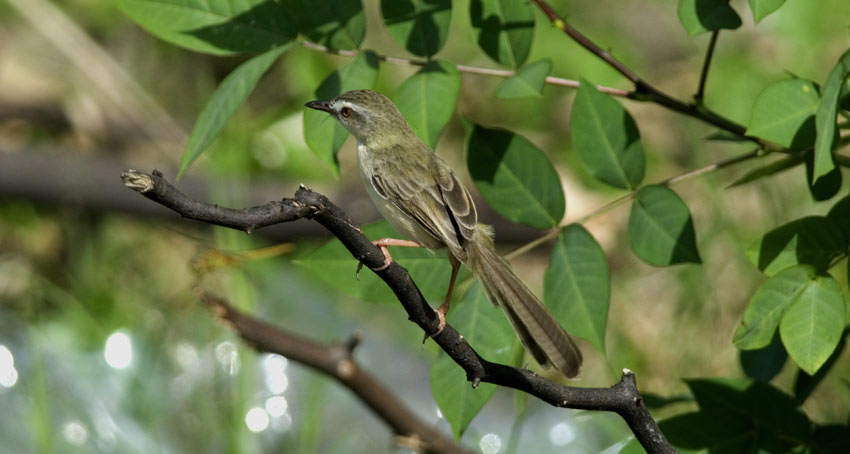 Priinia8482.jpg