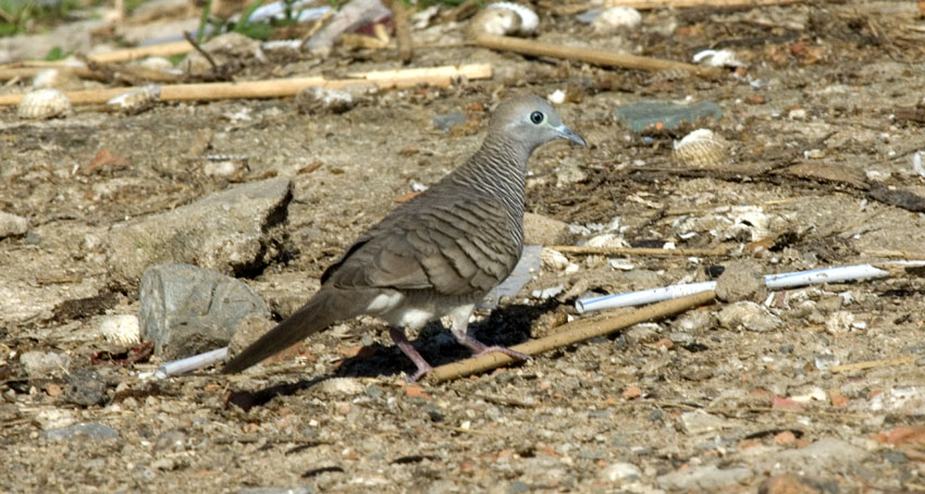 Seepra-0199.jpg