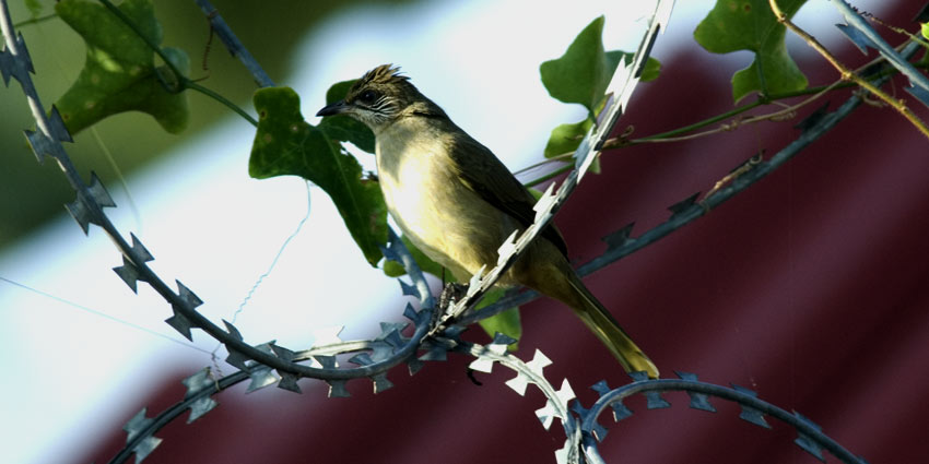 Bulbul-y-C8868.jpg