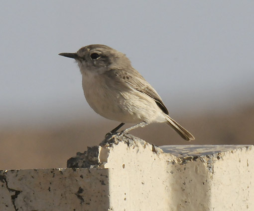Kanaria-0930.jpg