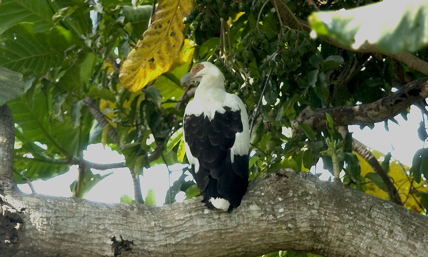 Palmnutvulture-4966.jpg