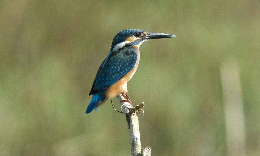 Kunkku-9154.jpg
