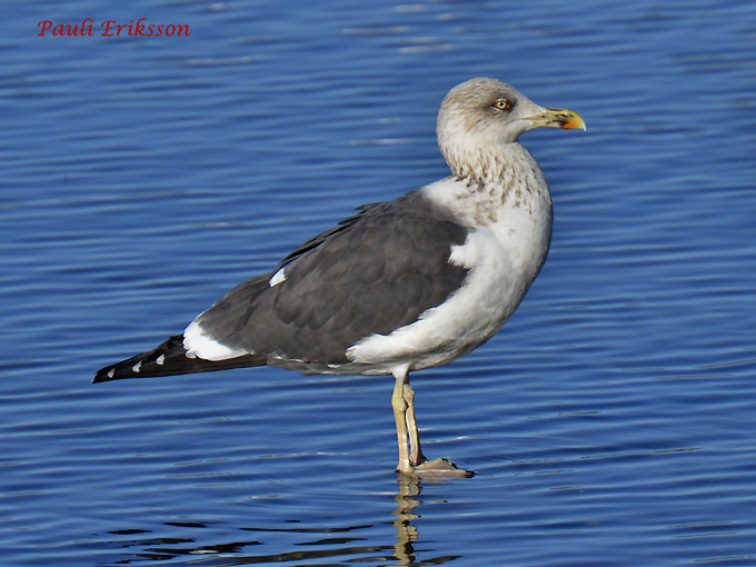 Selkalokki-2380.jpg
