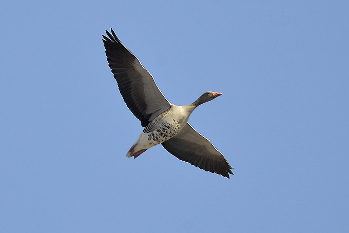 Merihanhi-4329.jpg