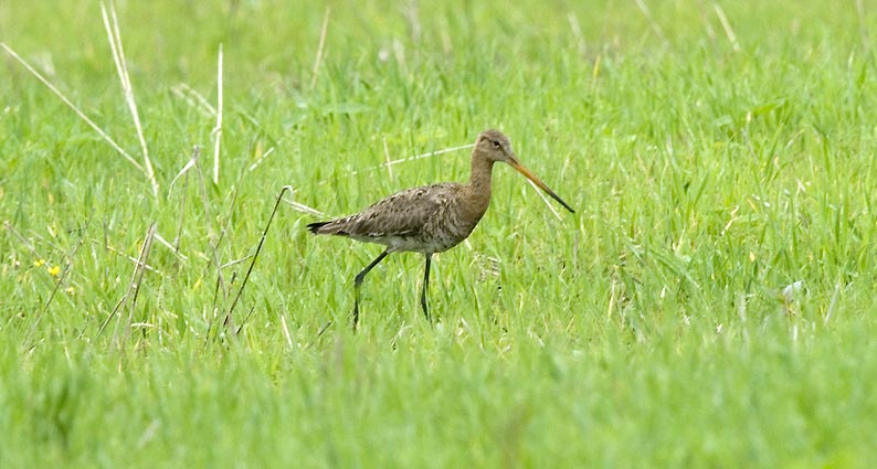 Mpkuiri-3502.jpg