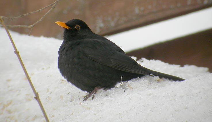 Musti-3328.jpg