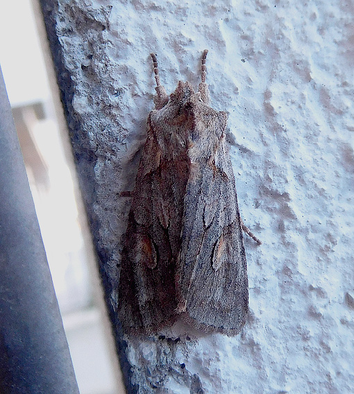 2204-Yokko2-9714.jpg