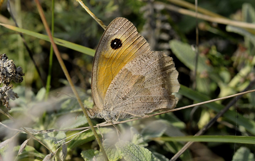 Perho-1269.jpg