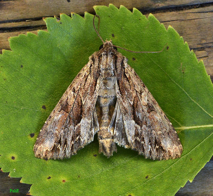 0308-Yokko3540.jpg