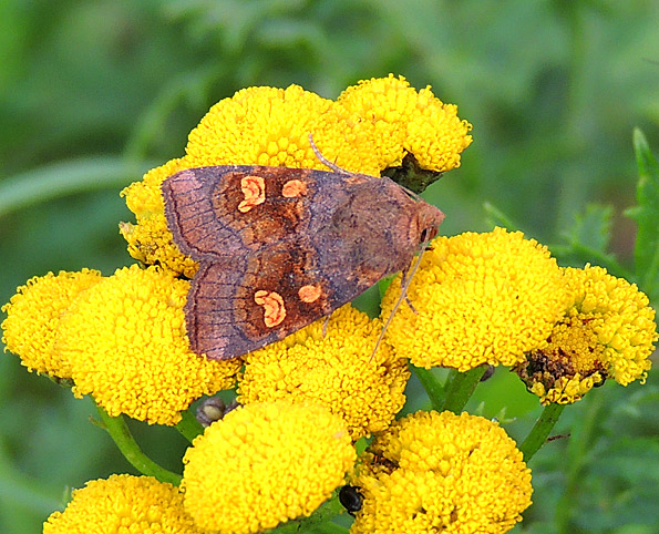 Kaunoseko-N9888.jpg