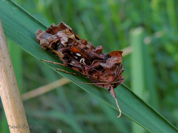 0606-kysymys-0576.jpg