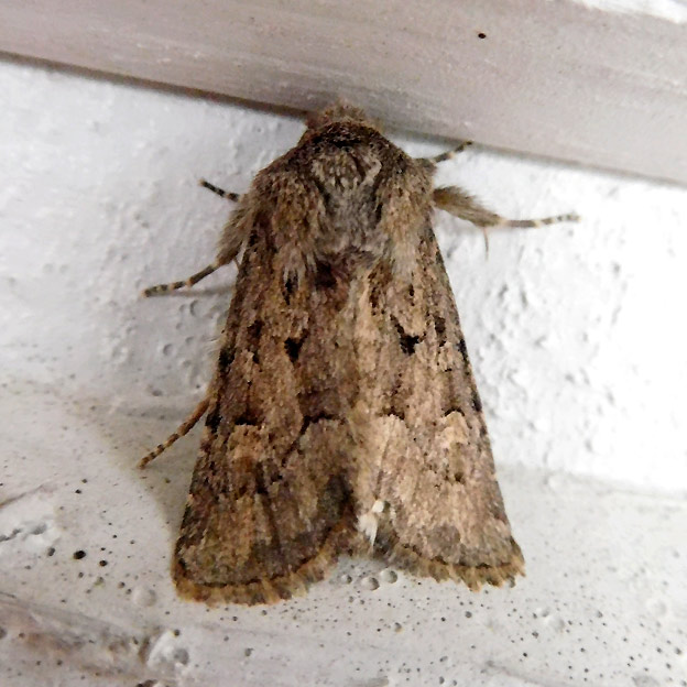 1509-Yokko-3207.jpg