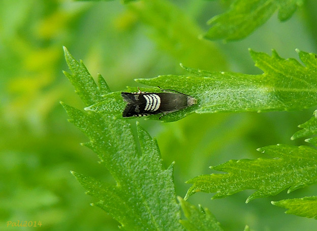 2606-pkkk9090.jpg