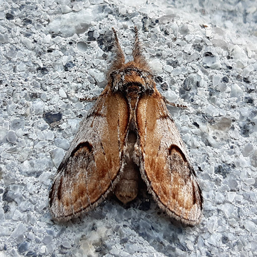 0208-Pajunirkko2-1].jpg