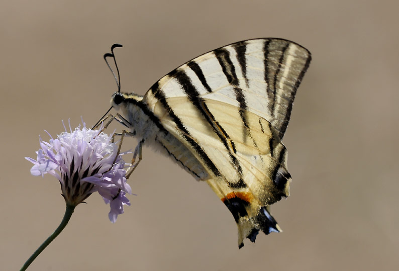 Purje-3475.jpg