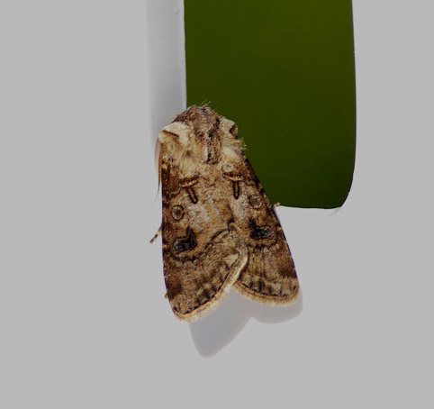 Yokko-va3831.jpg