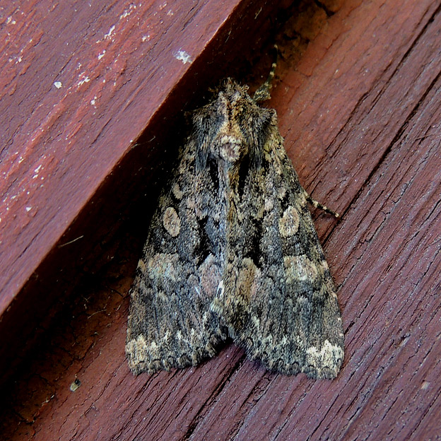 1109-Yokko-9921.jpg