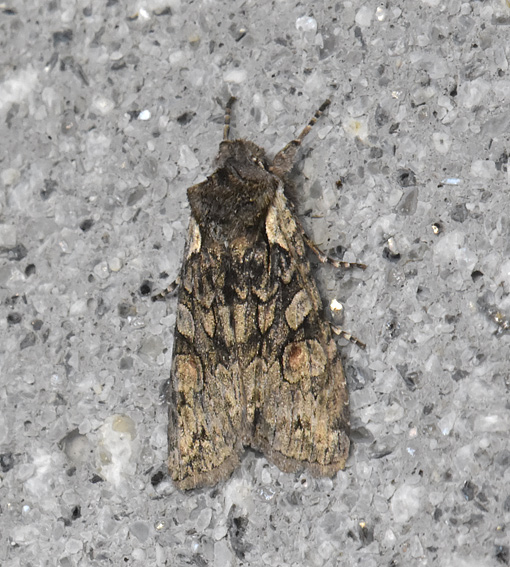 Yokko-10.4-7617.jpg
