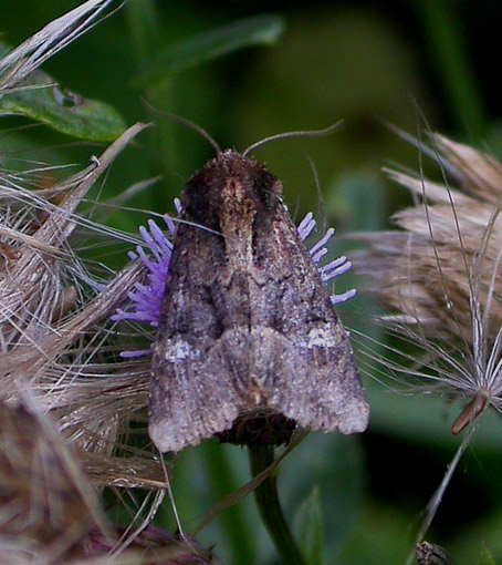 Loimu-y3246.jpg