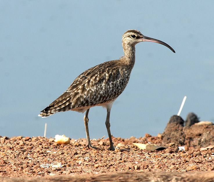 Pikkukuovi-7_4754.jpg