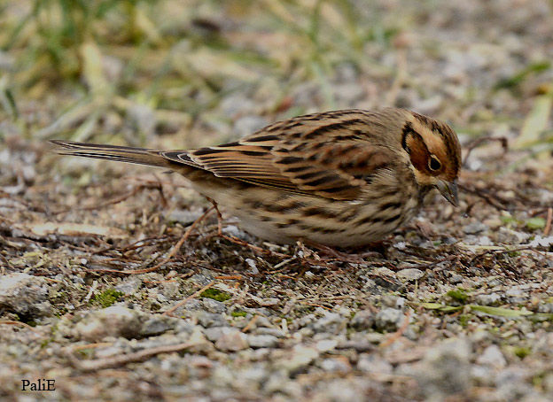 0212-Pikkusirkku-6607.jpg
