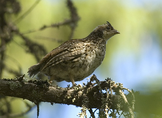 2005-Pyy-_4429.jpg
