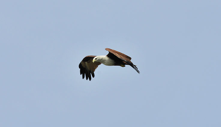 Brami-8609.jpg