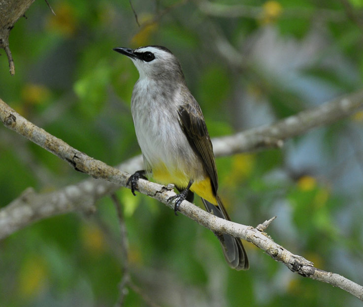 1609-Bulbul-C3152.jpg