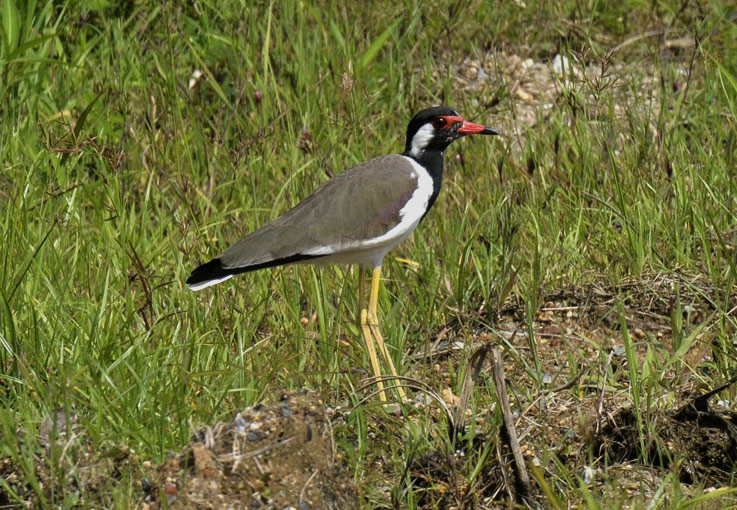 1809-Kentta-H-3885.jpg