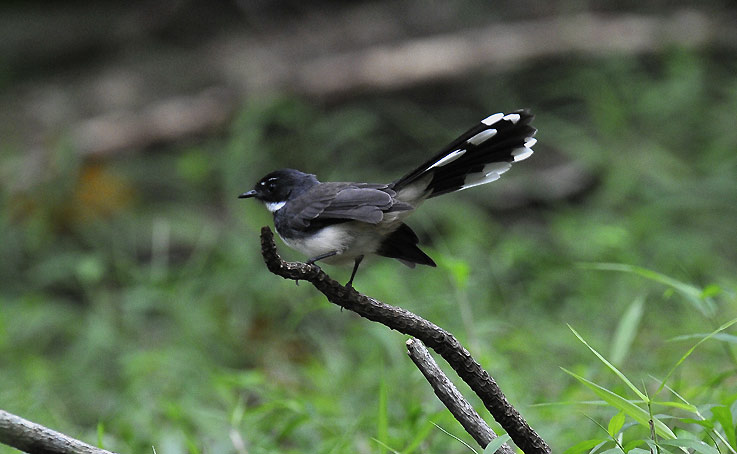 1109-fantail-2783.jpg