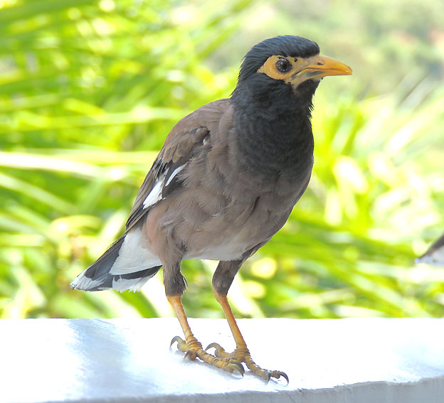 Maina-7405.jpg