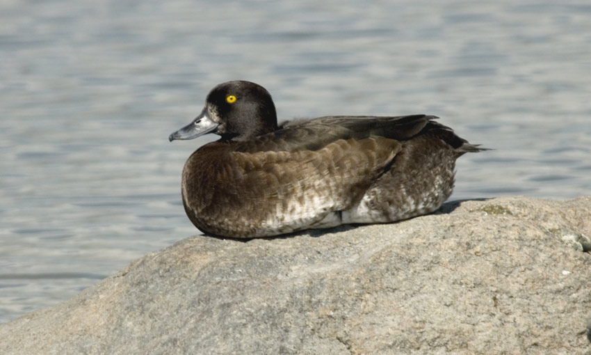 Tukkasotka-2467.jpg