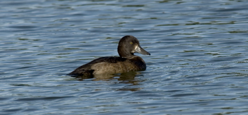 Tukka-5270.jpg