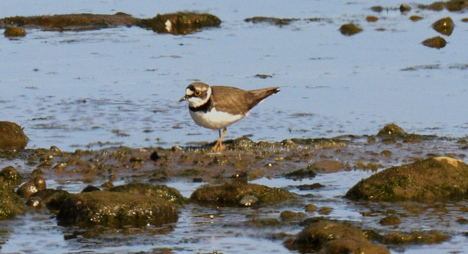 Pikkutylli-2094.jpg
