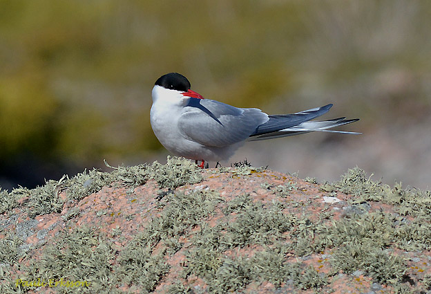 Lapintiira-_5144.jpg
