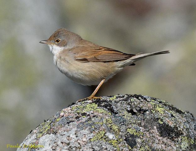 Pensaskerttu_5133.jpg