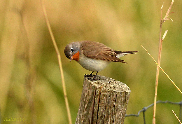Pikkusieppo-_4907.jpg