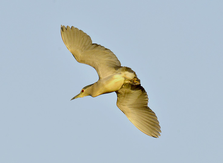 Yohaikara-0115.jpg
