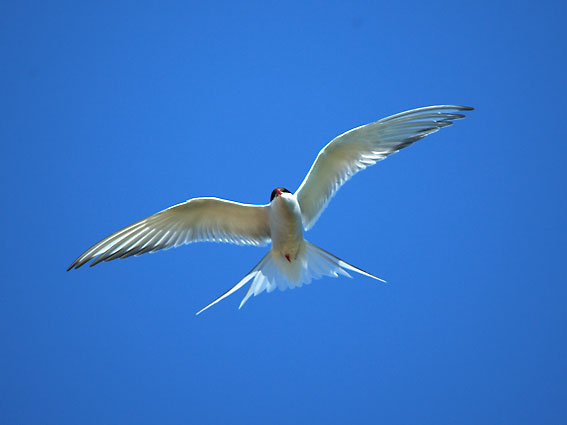 Lapintiira_6770